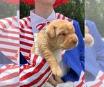 Image preview for Ad Listing. Nickname: Labrador Retr