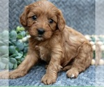 Puppy 3 Cavapoo