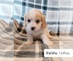 Small #3 Cavachon