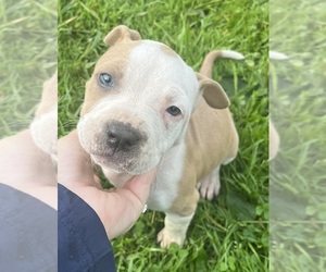 American Pit Bull Terrier Puppy for sale in CONNEAUTVILLE, PA, USA