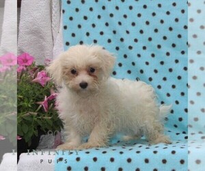 Maltese Puppy for sale in RISING SUN, MD, USA