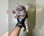 Small Photo #12 French Bulldog Puppy For Sale in BRONX, NY, USA