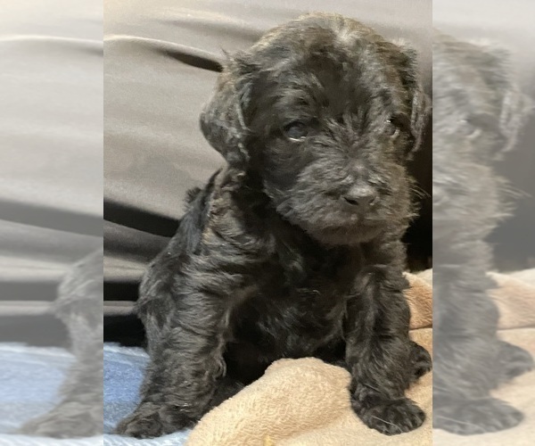 Medium Photo #5 Poodle (Toy)-Schnauzer (Miniature) Mix Puppy For Sale in OOLTEWAH, TN, USA