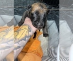 Small Photo #149 Belgian Malinois Puppy For Sale in REESEVILLE, WI, USA