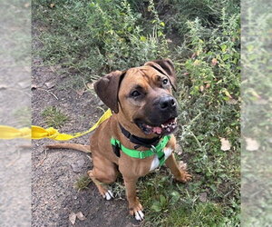 APPLEJACK - Male Boxer-Unknown Mix Dog for Adoption - Photo #2