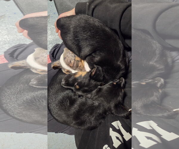 Medium Photo #4 Mutt Puppy For Sale in Garden City, NY, USA