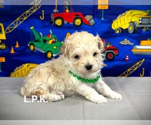 YorkiePoo Puppy for sale in WINNSBORO, LA, USA