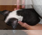 Small Photo #6 Maltese Puppy For Sale in CRKD RVR RNCH, OR, USA