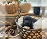 Small Photo #15 Labrador Retriever Puppy For Sale in GOBLES, MI, USA