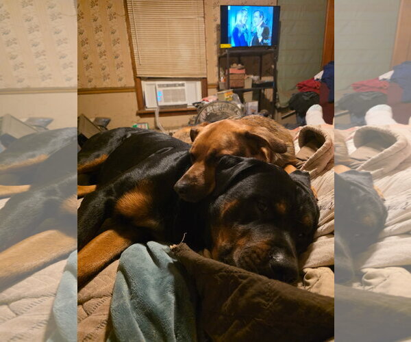 Medium Photo #2 Rottweiler Puppy For Sale in Mechanicsburg, PA, USA