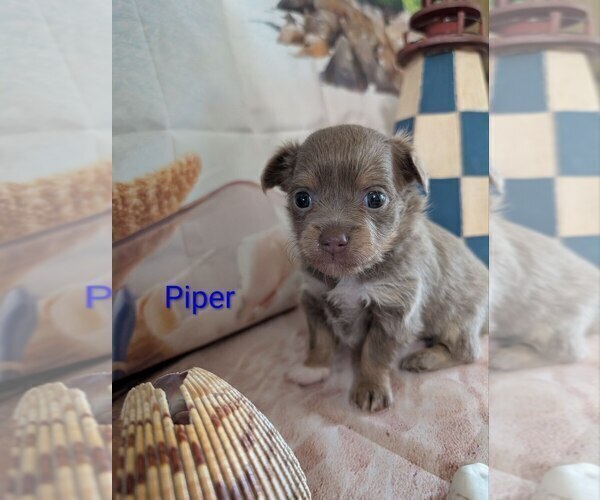 Medium Photo #4 Chihuahua Puppy For Sale in LEBANON, PA, USA