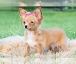 Small #5 Chihuahua