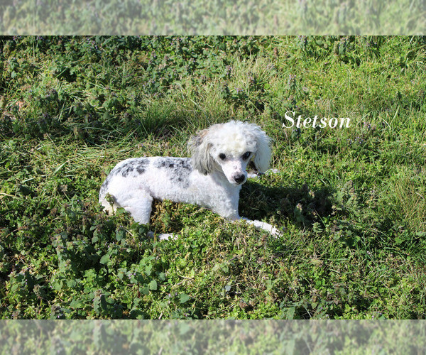 Medium Photo #21 Poodle (Miniature) Puppy For Sale in CHANUTE, KS, USA