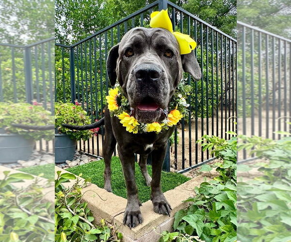 Medium Photo #1 Mutt Puppy For Sale in Redlands, CA, USA