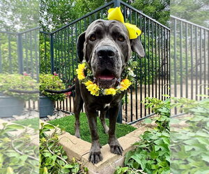 Mutt Dogs for adoption in Redlands, CA, USA