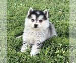 Small Photo #4 Alaskan Klee Kai Puppy For Sale in MOUNTAIN HOME, ID, USA