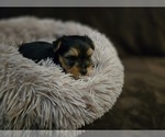 Small #4 Yorkshire Terrier