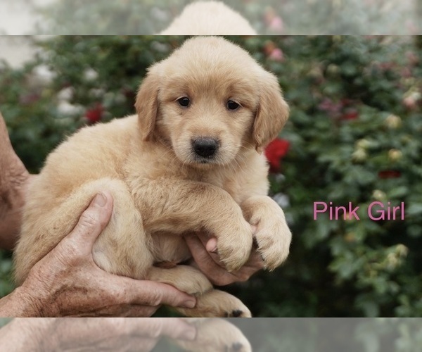 Medium Photo #4 Golden Retriever Puppy For Sale in ROUND ROCK, TX, USA
