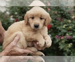 Small #3 Golden Retriever