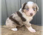 Small Photo #24 Australian Shepherd Puppy For Sale in LYNN, IN, USA