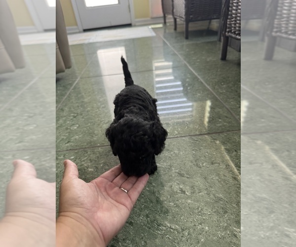 Medium Photo #7 Cavapoo-Poodle (Toy) Mix Puppy For Sale in PENSACOLA, FL, USA
