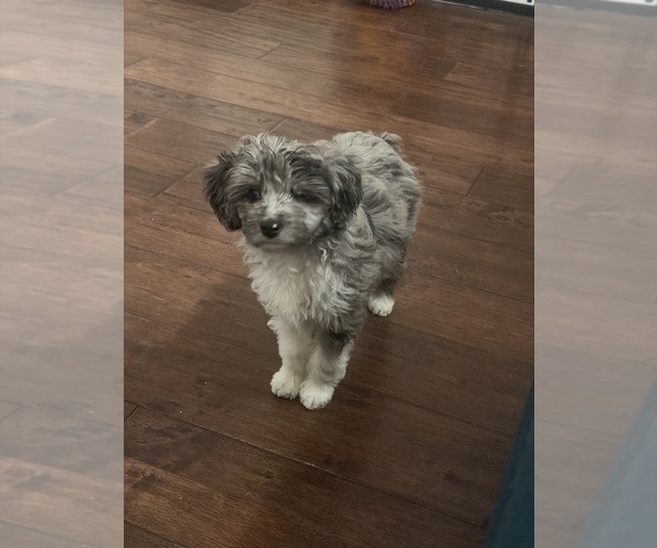 Medium Photo #8 Aussiedoodle Toy Puppy For Sale in RIDGEFIELD, WA, USA