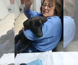 Mutt Dogs for adoption in Frenchburg, KY, USA