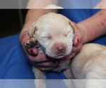 Small Photo #5 Labrador Retriever Puppy For Sale in LORETTO, KY, USA