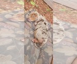 Small Photo #4 Catahoula Bulldog Puppy For Sale in MIAMI BEACH, FL, USA