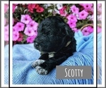 Small Photo #5 Portuguese Water Dog Puppy For Sale in RIGBY, ID, USA