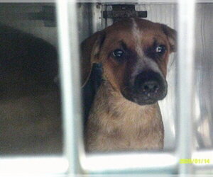 Mutt Dogs for adoption in Oklahoma City, OK, USA