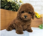 Small Photo #5 Poodle (Toy) Puppy For Sale in SEATTLE, WA, USA
