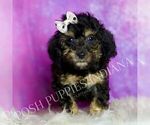 Small #3 Poodle (Toy)