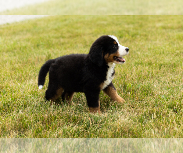 Medium Photo #5 Bernese Mountain Dog Puppy For Sale in SHIPSHEWANA, IN, USA
