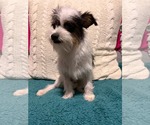 Small #2 Chihuahua Mix