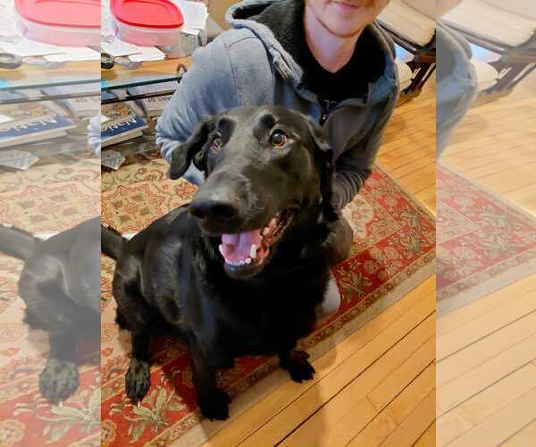 Medium Photo #2 Labrador Retriever-Unknown Mix Puppy For Sale in Crystal, MN, USA