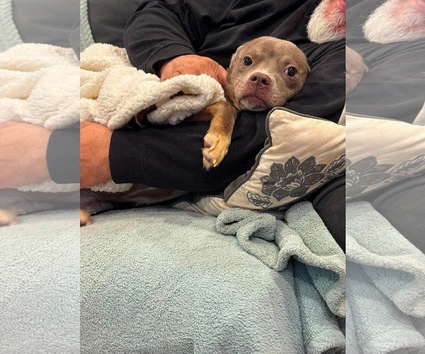 Medium Photo #1 Mutt Puppy For Sale in Germantown, OH, USA