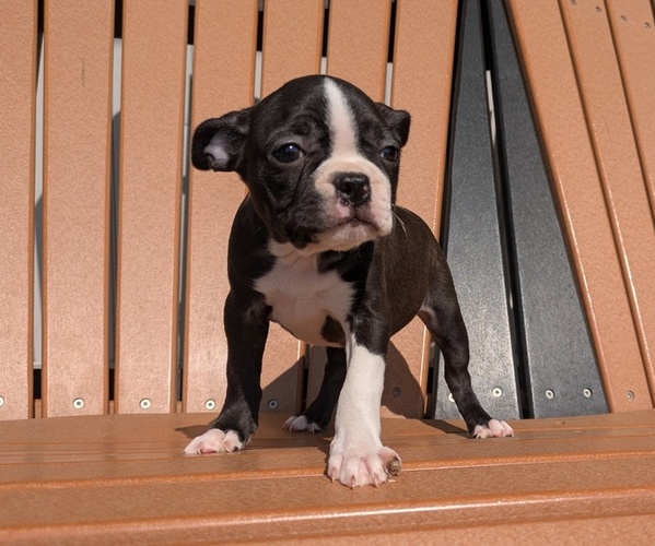 Medium Photo #4 Boston Terrier Puppy For Sale in GOSHEN, IN, USA