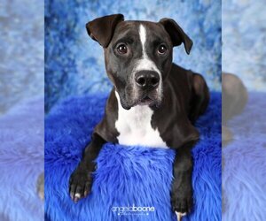 Champ - Male American Pit Bull Terrier-Unknown Mix Dog for Adoption - Photo #8
