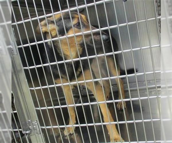 Medium Photo #1 German Shepherd Dog-Unknown Mix Puppy For Sale in Oklahoma City, OK, USA