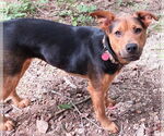 Small #1 Mountain Cur Mix