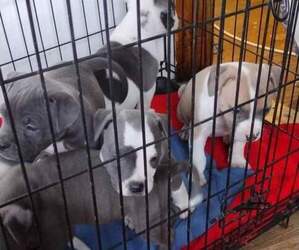 American Pit Bull Terrier Puppy for sale in BANGOR, MI, USA