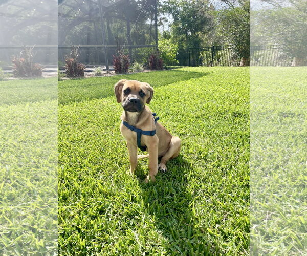 Medium Photo #4 Mutt Puppy For Sale in Orlando, FL, USA