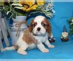 Small Photo #15 Cavalier King Charles Spaniel Puppy For Sale in CHANUTE, KS, USA