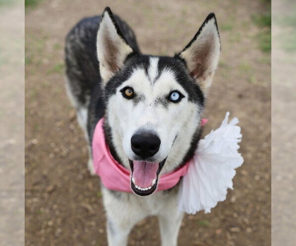 Medium Photo #1 Siberian Husky-Unknown Mix Puppy For Sale in San Antonio, TX, USA