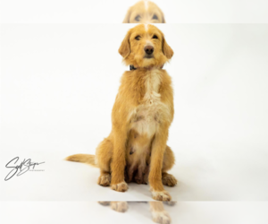 Labradoodle Dogs for adoption in Brooklyn Center, MN, USA