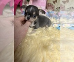 Small #1 Chihuahua