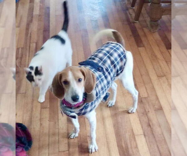 Medium Photo #5 Treeing Walker Coonhound Puppy For Sale in Spring Lake, NC, USA