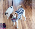 Small #4 Treeing Walker Coonhound