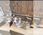 Small #2 American Corgi